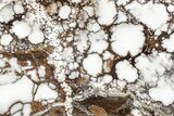 Polished Wild Horse Magnesite Section - Arizona #209551-1
